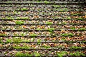 old grungy roof tiles overgrown with moss